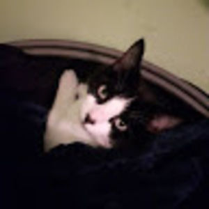 Meet your Posher, Eva